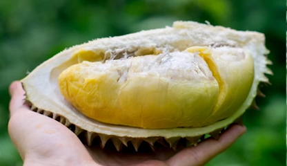 Le durian : parmi les expériences à découvrir à Singapour.