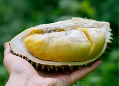 Le durian : parmi les expériences à découvrir à Singapour.