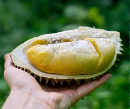 Le durian : parmi les expériences à découvrir à Singapour.